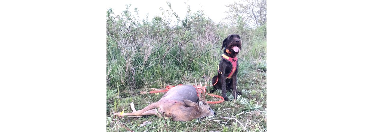 Den travle schweisshund - en beretning af Jesper Sommer Nielsen