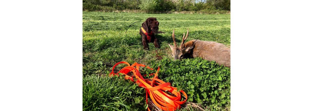 Den travle schweisshund - en beretning af Jesper Sommer Nielsen