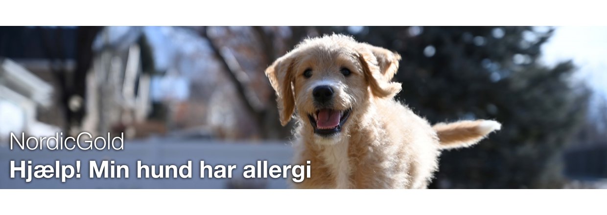Hjælp! min hund har allergi!