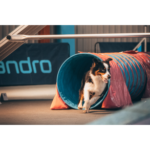 Tilskud til aktive hunde