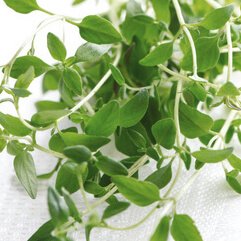 Nøje udvalgte urter