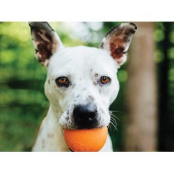 Planet Dog Squeak Bold, Orange