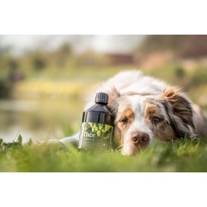 Thor | Olie med baldrian til nervse hunde