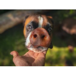 Grisetryner til hund  4 stk.