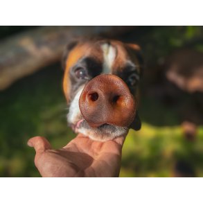 Grisetryner til hund  4 stk.