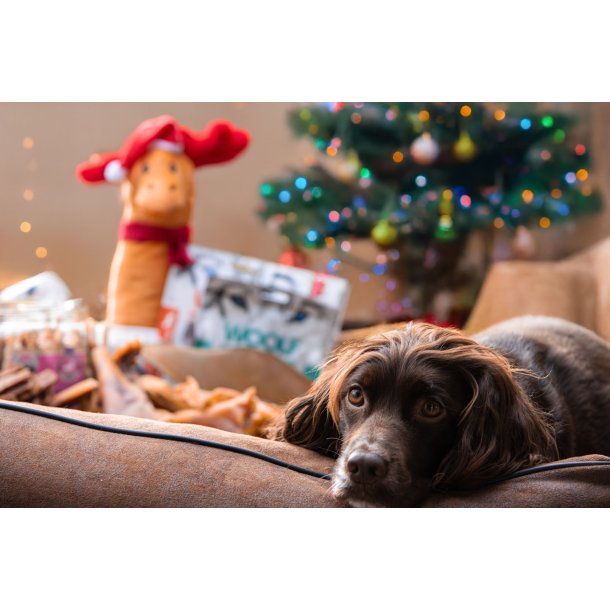 Julesnackbox til hunde &#127876;&#127877;