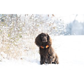 UniQ Orange Hundehalsb�nd