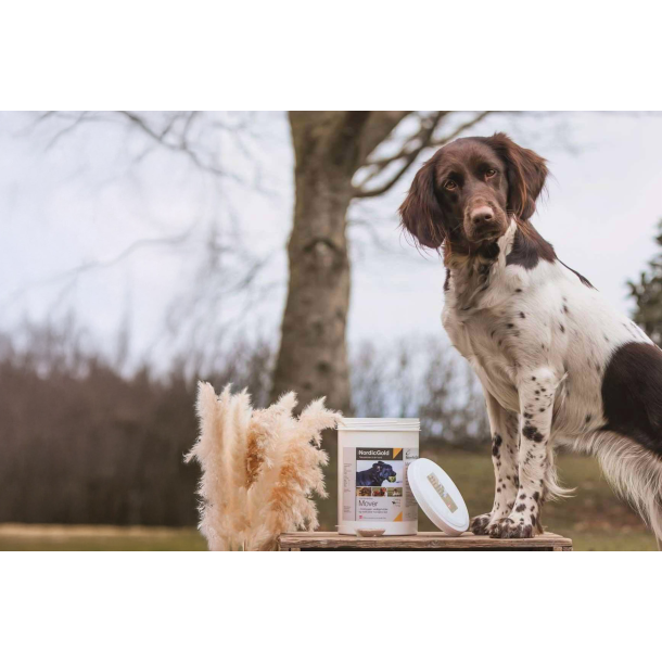 Mover | Naturligt glucosamine tilskud til hunde