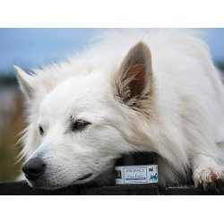 Biogance Paw Balm, 50ml